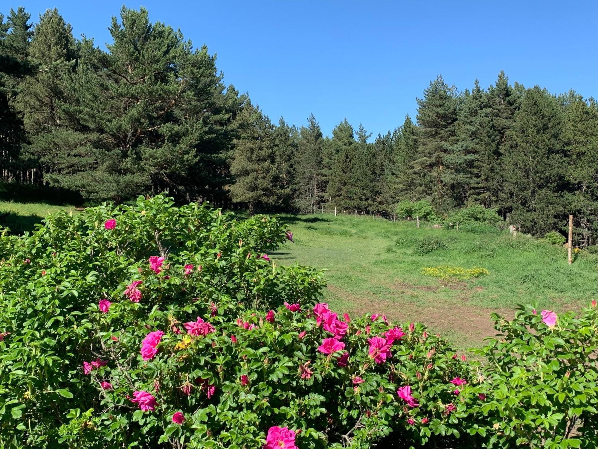 Gite Ranch Le Serpolet Les Angles (Pyrenees-Orientales) Exterior foto