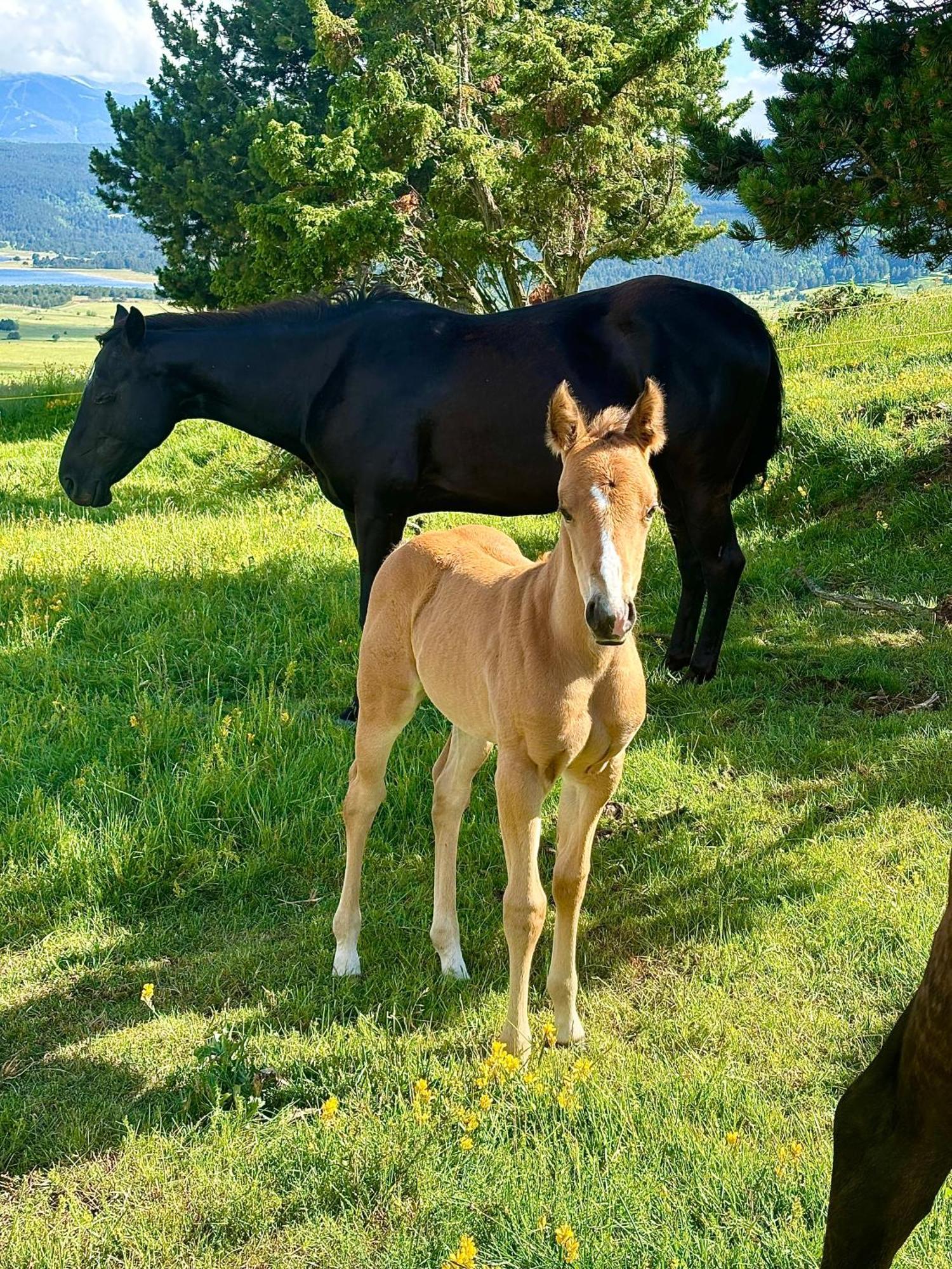 Gite Ranch Le Serpolet Les Angles (Pyrenees-Orientales) Exterior foto