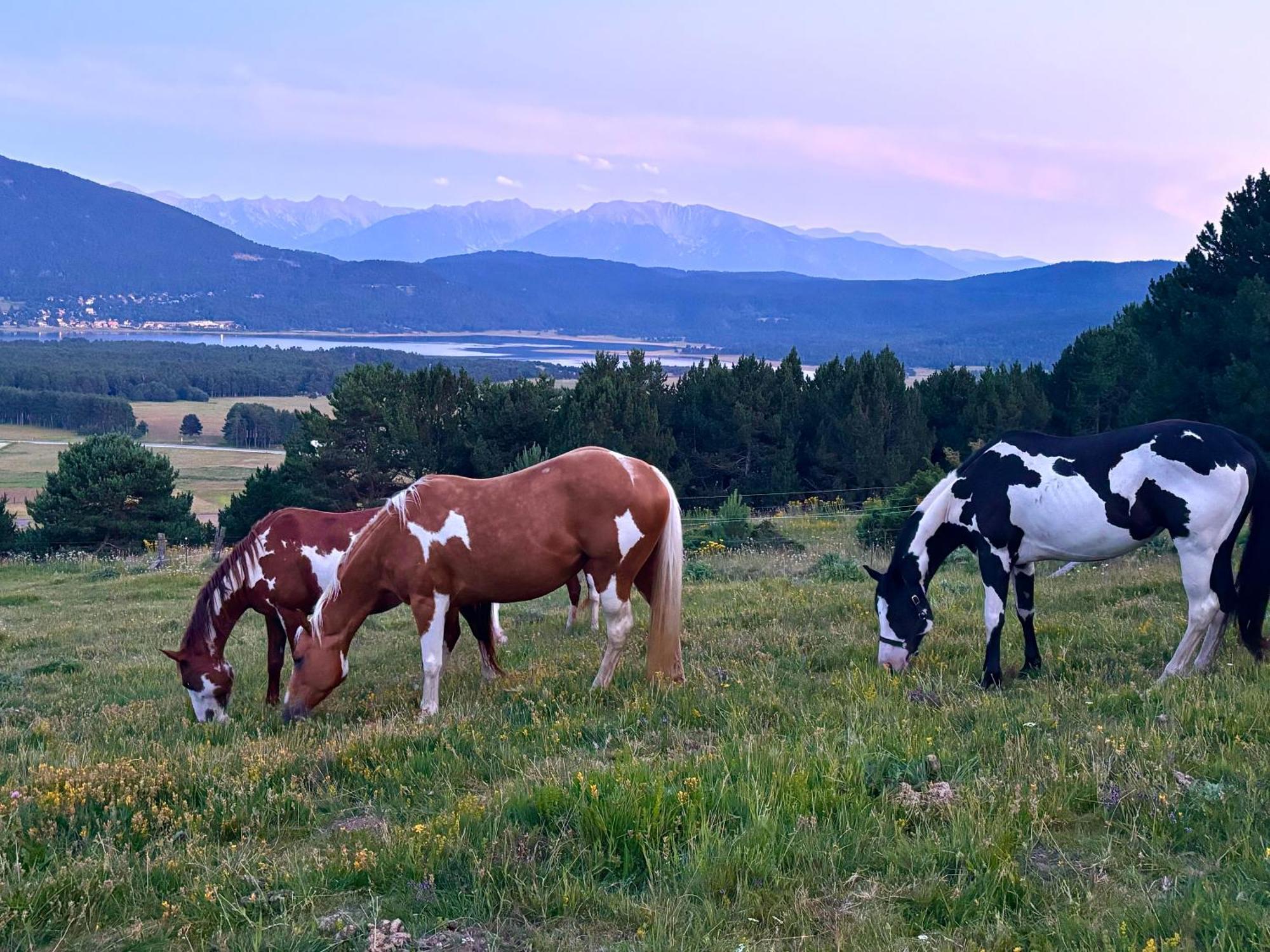 Gite Ranch Le Serpolet Les Angles (Pyrenees-Orientales) Exterior foto